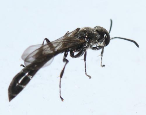 Trypoxylon sp.